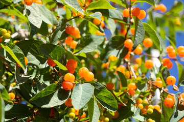 orange berries against the background of a blue sky