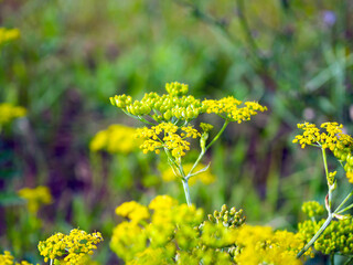 Obraz premium Rapeseed field with yellow flowers, natural agricultural eco sunny spring background