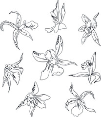 Hand drawn exotic orchid flower set. Vector illustration