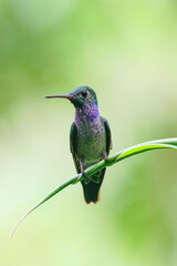 Fototapeta na wymiar Blue-chested Hummingbird (Amazila amabilis), on a branch over a green background, Panama. Vertical view