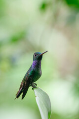 Fototapeta na wymiar Blue-chested Hummingbird or Amazila amabilis standing on a branch over a green background, Panama. Vertical view