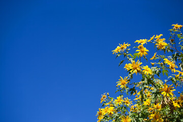ฺMexican Sunflower Weed, yellow Bua Tong flower, in daylight with blue sky and copy space from Thailand.