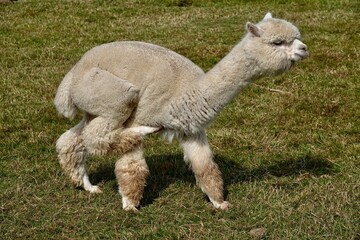 Cute adult llama alpaca standing on green grass and is about to scratch his hip with his hind legs. High quality photo
