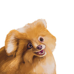 Spitz dog. Red fluffy puppy isolated on white background. - 490712932