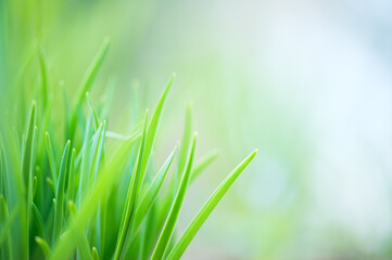 Fototapeta na wymiar Green grass, blade of grass, defocused bokeh background. Shallow depth of field.