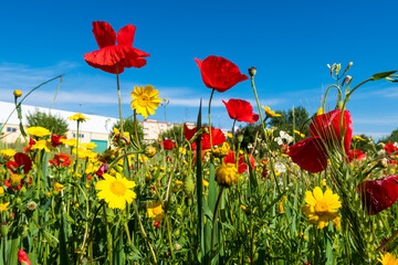 Fototapeta premium A meadow full of pretty red poppies and lovely yellow daisies during spring