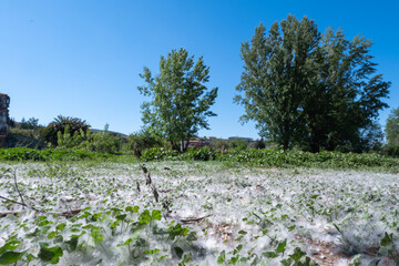 White fluff lies on the edge of the road on the green grass.