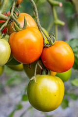 Delicious ripe tomatoes hanging inside of an agricultural farm close up shot