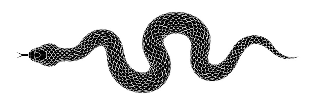 Vector elongated snake silhouette illustration. Black serpent isolated tattoo design.