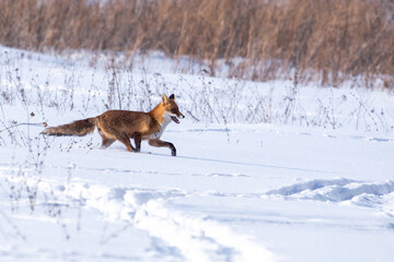 The fox runs through the snowy field in winter. Photo for decoration, wild nature