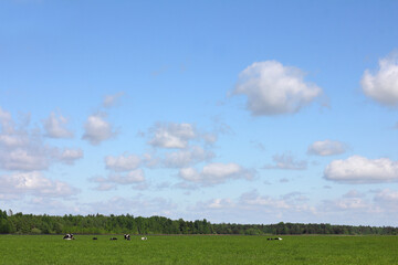 green meadow with grazing cows in the distance near the forest under a blue sky with small clouds. summer rural landscape