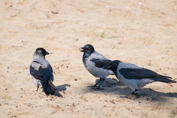 crows in the city