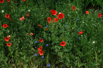 Red Poppies blooming in urban areas