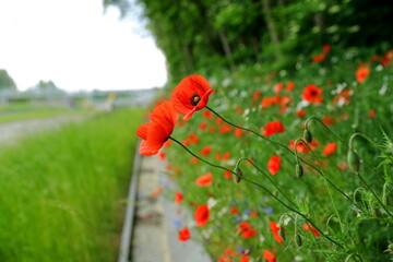 Red Poppies blooming in urban areas
