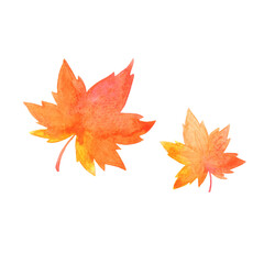 Maple leaves watercolor illustration for decoration on Autumn season, tea leaf and Thanksgiving.