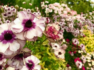 Fototapeta na wymiar いろいろな花が咲いている花壇