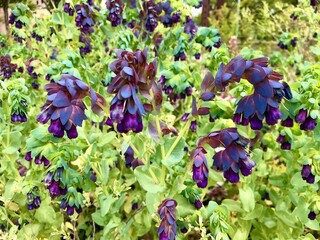 ユニークな形をした紫色の花