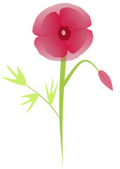 poppy flower
