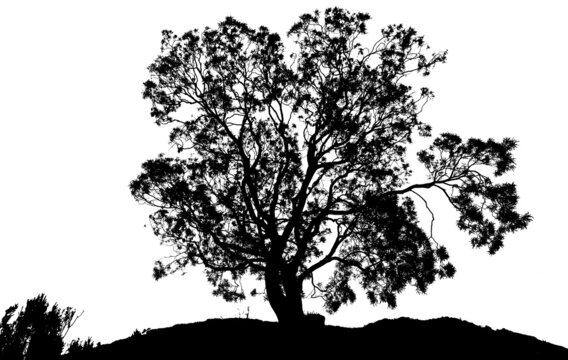 silhouette d’arbre 