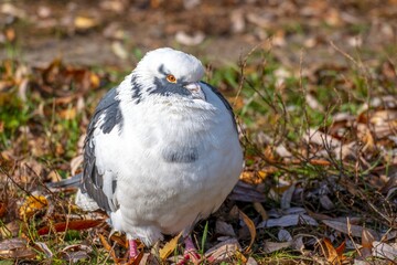 pidgeons in the city