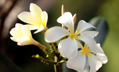 Naklejka na ściany i meble White beautiful flower Aralia White flower blossom nature greenery and blur background