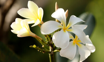 White beautiful flower Aralia White flower blossom nature greenery and blur background