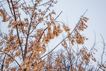Winter ash branches with seeds. Tula region, Russia