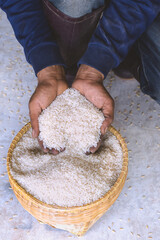 Close up raw jasmine white rice grain in agriculture hand vertical.