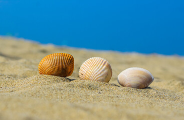 Obraz na płótnie Canvas Summer photo of shells on the beach and free space for your decoration. Sea Shell In the Sand. Colorful shells on the beach.