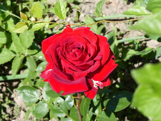 red rose on a green background