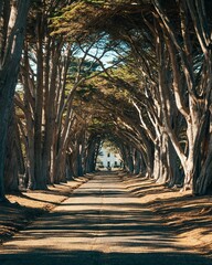 The Cypress Tree Tunnel, at Point Reyes National Seashore, California