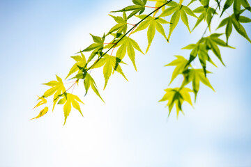 夏の爽やかな香り青楓