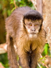 Capuchin Monkey starring at camera