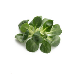 Corn Salad Leaves isolated on white background.
