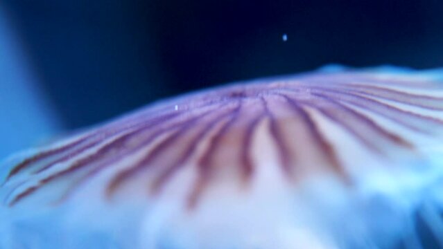 closeup of a jellyfish swimming