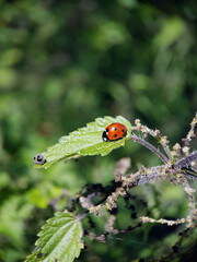 ladybird on a leaf