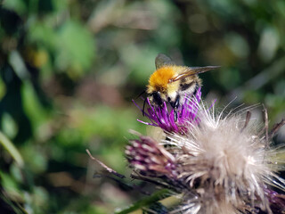 Bumblebee on thistle