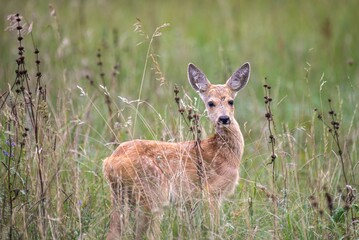 deer in the grass
