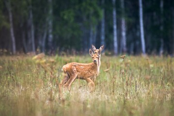 deer in the woods