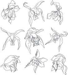 Hand drawn exotic orchid flower set. Vector illustration