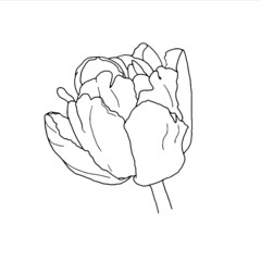 Tulip. Hand drawn spring flowers line art. Isolated on white background.