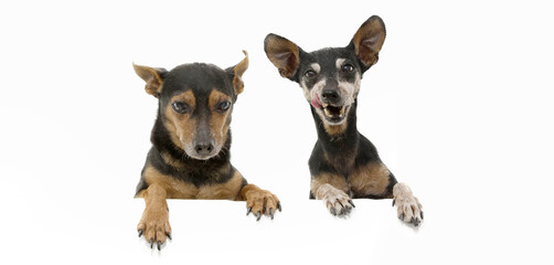 Two senior pinscher dogs with paws edge of blank sign. Isolated on white background.