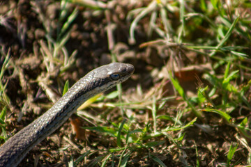 Epicrates Striatus, is commonly known as the Hispaniolan Boa, small size crawling in a field of green grass