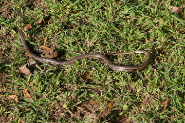 Epicrates Striatus, is commonly known as the Hispaniolan Boa, small size crawling in a field of green grass