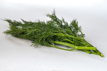 Dill plant (Anethum graveolens) on white background