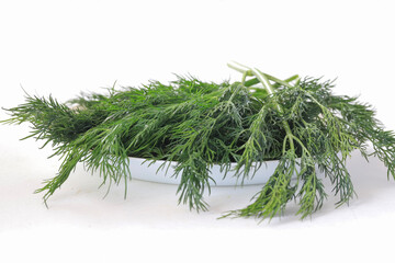 Dill plant (Anethum graveolens) on white background