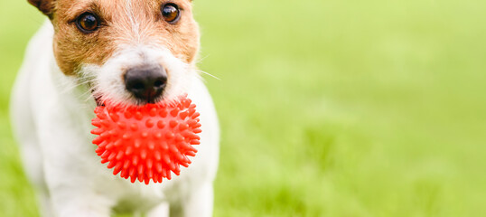 Closeup photo of dog playing with pet toy outdoors. Panoramic crop with copy space