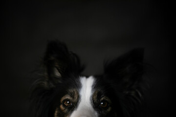 Border Collie Brown Eyes at Black Background