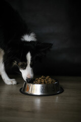 Black Border Collie Dog Eating Food in Bowl