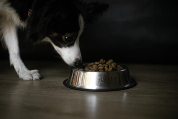 Border Collie Sniff Dog Food in Bowl